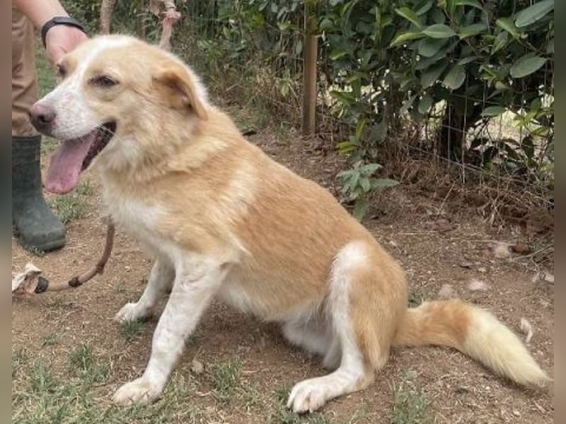 Sonnenschein Fabio - freundlicher Junghund