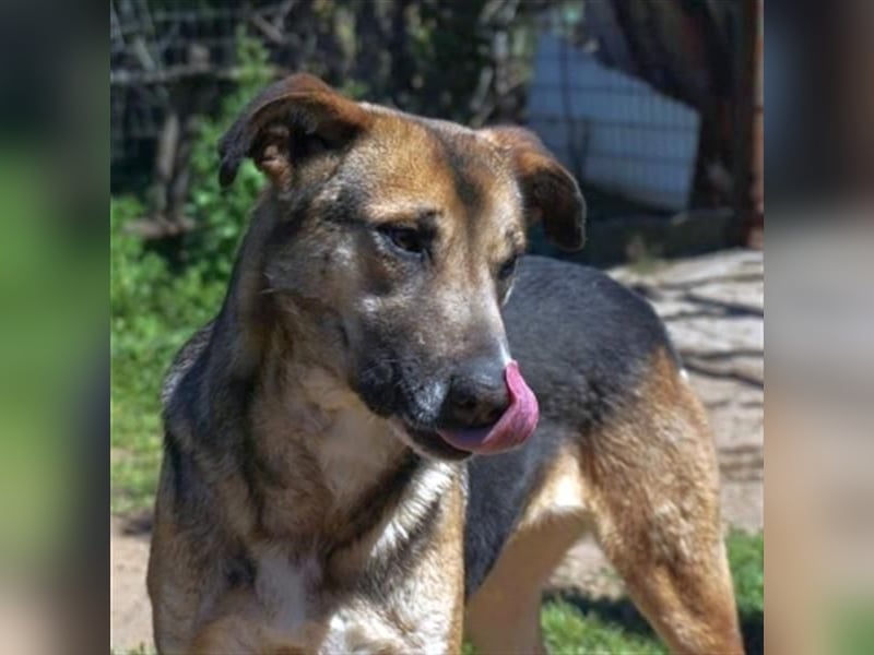 Malena - ein Herz auf vier Pfoten sucht ein Zuhause