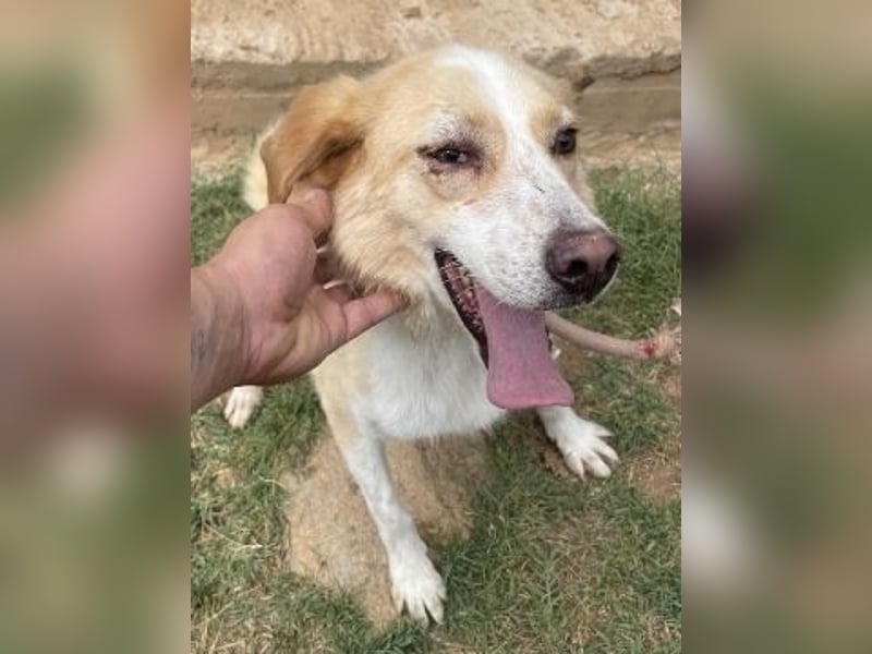 Sonnenschein Fabio - freundlicher Junghund