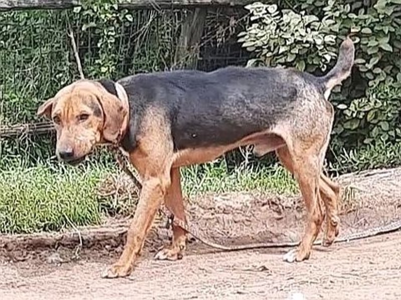 Kitsos - liebevoller Rüde sucht sein Glück