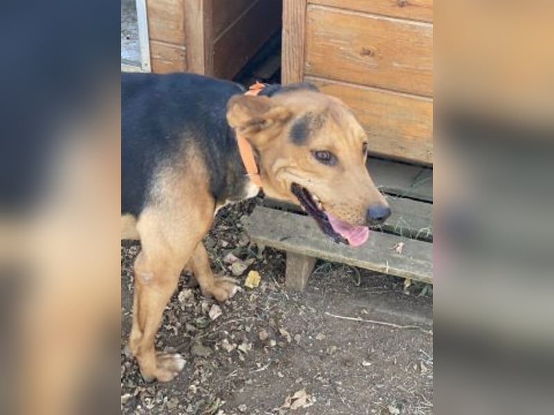 Kitsos - liebevoller Rüde sucht sein Glück