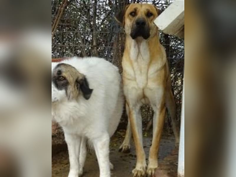 Zurückhaltender Erny sucht Familienanschluss