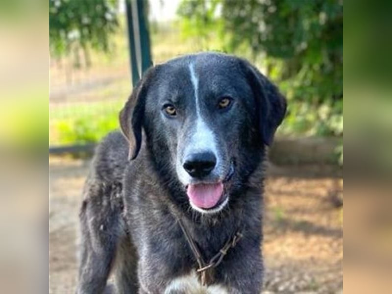 Vital - eine sanfte Seele wartet auf sein Glück