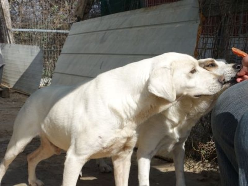 Alaska - ruhiges, verträgliches Hundemädchen