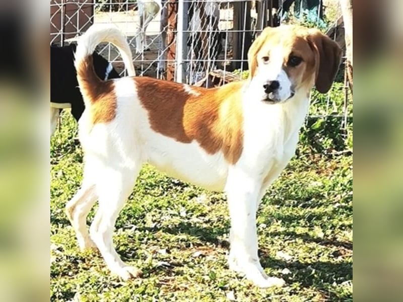 Freundlicher Lony - auf der Suche nach seinem Zuhause