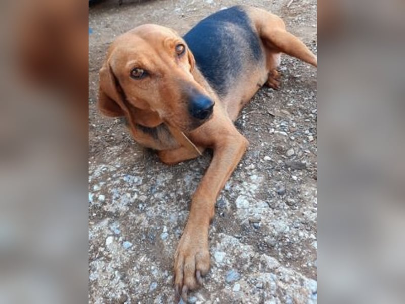 Sanfte Ada - sehr verträgliche Hündin