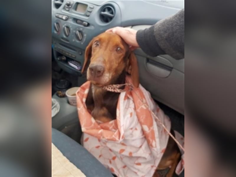 Sanfte Lizoula - Herzenshund mit trauriger Vergangenheit sucht warmes Plätzchen