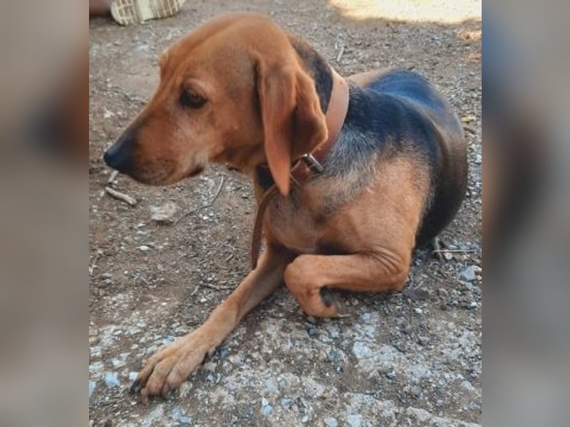 Sanfte Ada - sehr verträgliche Hündin