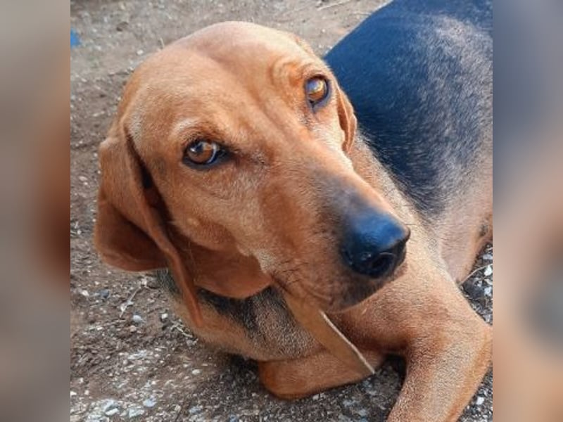 Sanfte Ada - sehr verträgliche Hündin