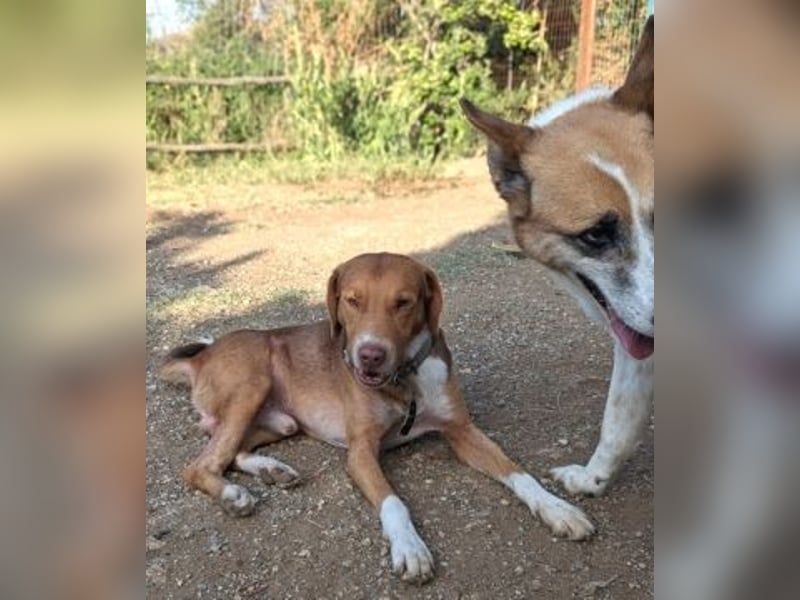 Nello - kleiner Kämpfer mit großem Herz sucht sein Glück