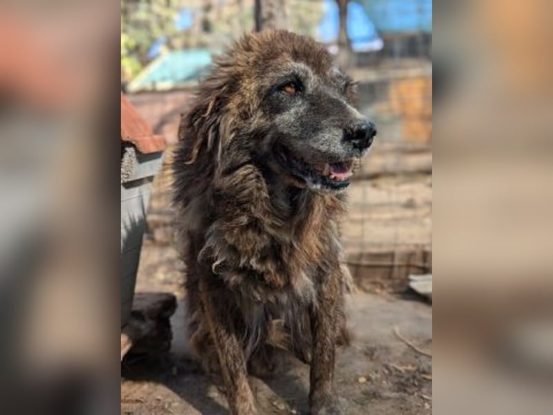 zurückhaltender Jovan mit bernsteinfarbenen Augen sucht ländliches Zuhause