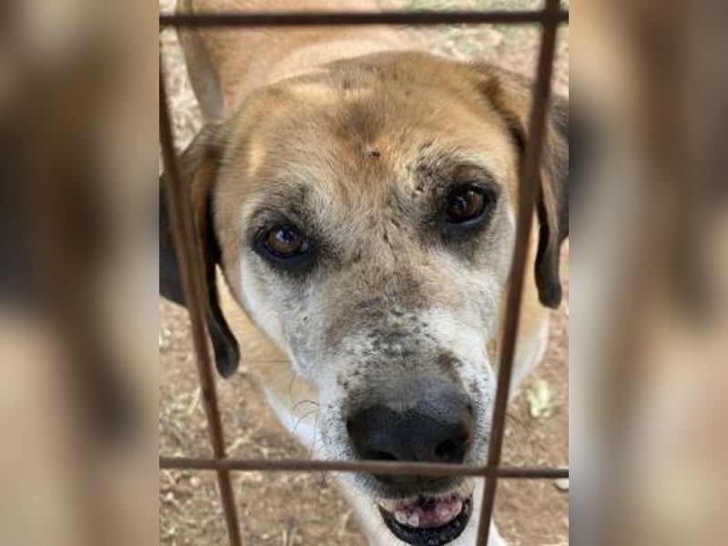 Kleon - verborgener Schatz-mittelgroß, sehr freundlich