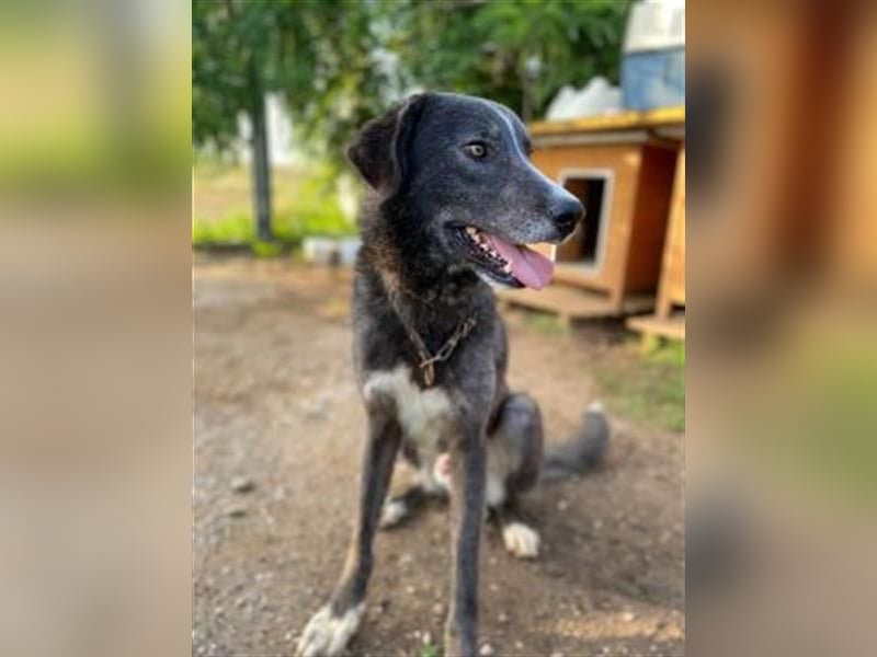 Vital - eine sanfte Seele wartet auf sein Glück