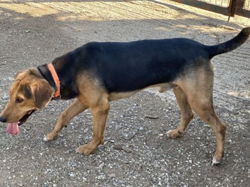 Kitsos - liebevoller Rüde sucht sein Glück