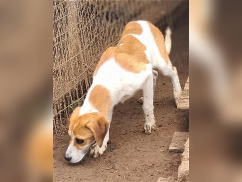 Freundlicher Lony - auf der Suche nach seinem Zuhause