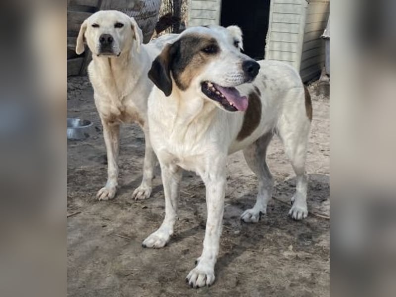 Alaska - ruhiges, verträgliches Hundemädchen