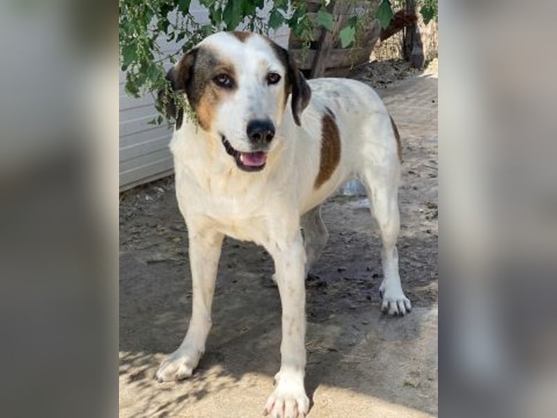 Alaska - ruhiges, verträgliches Hundemädchen