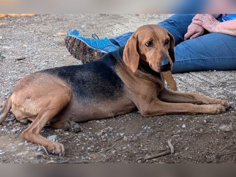 Sanfte Ada - sehr verträgliche Hündin
