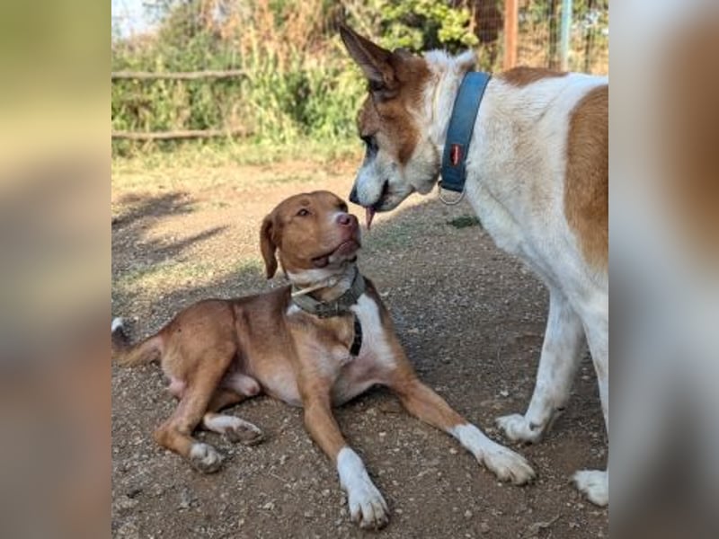 Nello - kleiner Kämpfer mit großem Herz sucht sein Glück