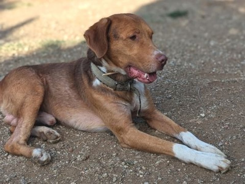 Nello - kleiner Kämpfer mit großem Herz sucht sein Glück