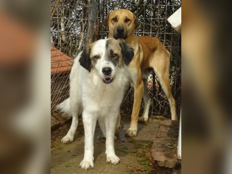 Zurückhaltender Erny sucht Familienanschluss