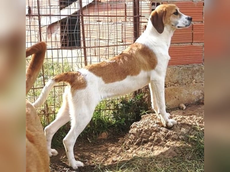 Freundlicher Lony - auf der Suche nach seinem Zuhause