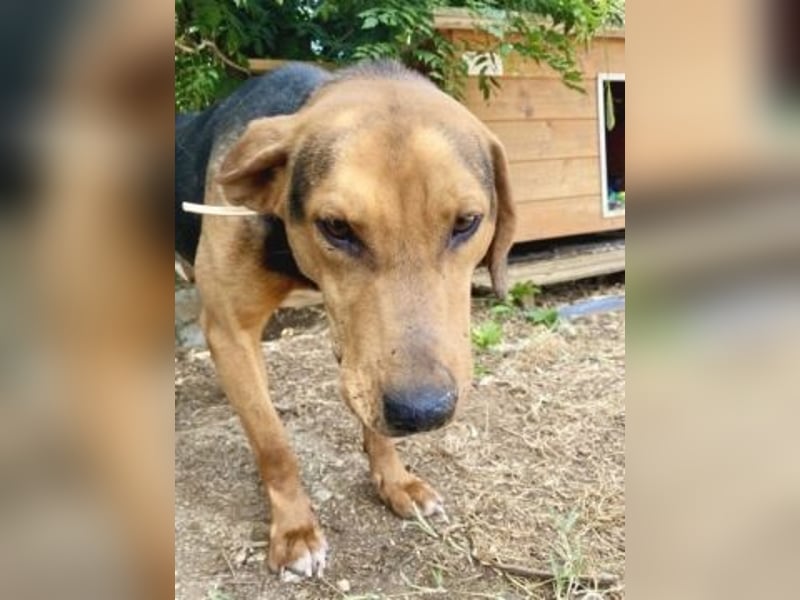 Kitsos - liebevoller Rüde sucht sein Glück