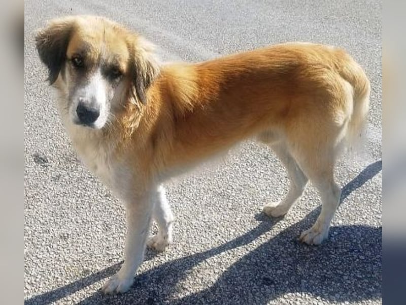 Manolo - ein Rohdiamant auf der Suche nach seinem Zuhause