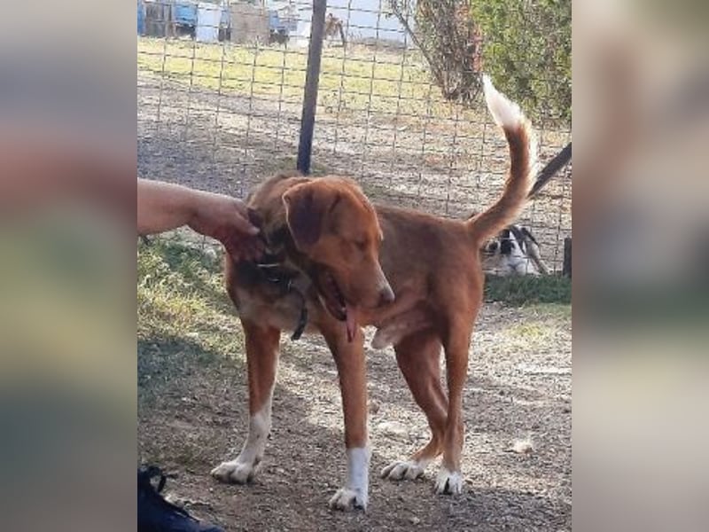 Nello - kleiner Kämpfer mit großem Herz sucht sein Glück