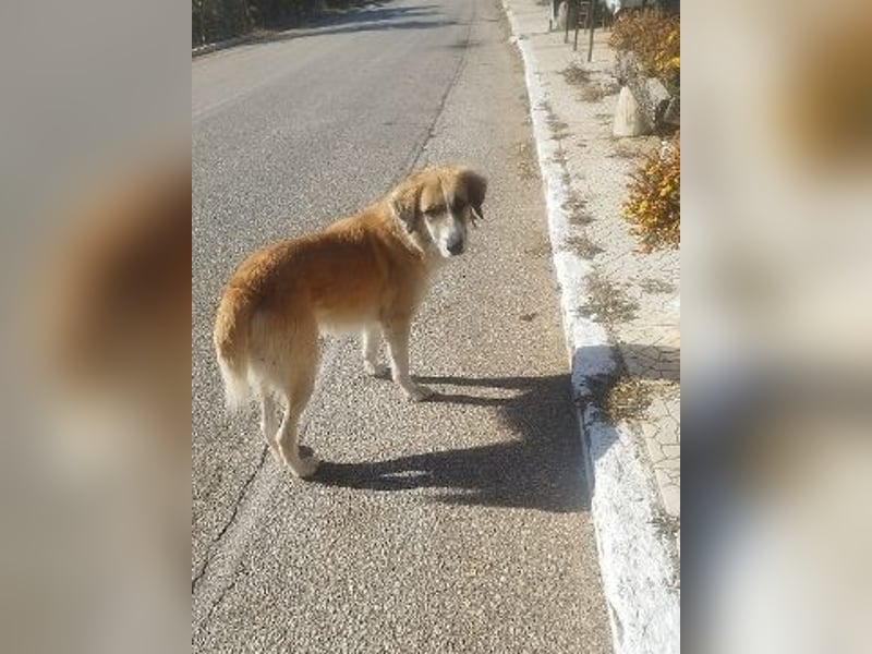 Manolo - ein Rohdiamant auf der Suche nach seinem Zuhause