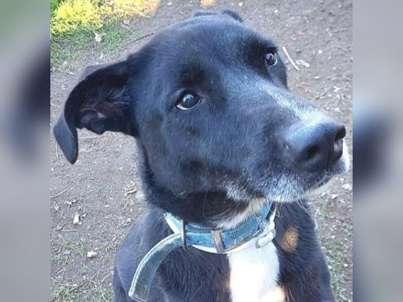 Sanfte Remy - liebt die Menschen