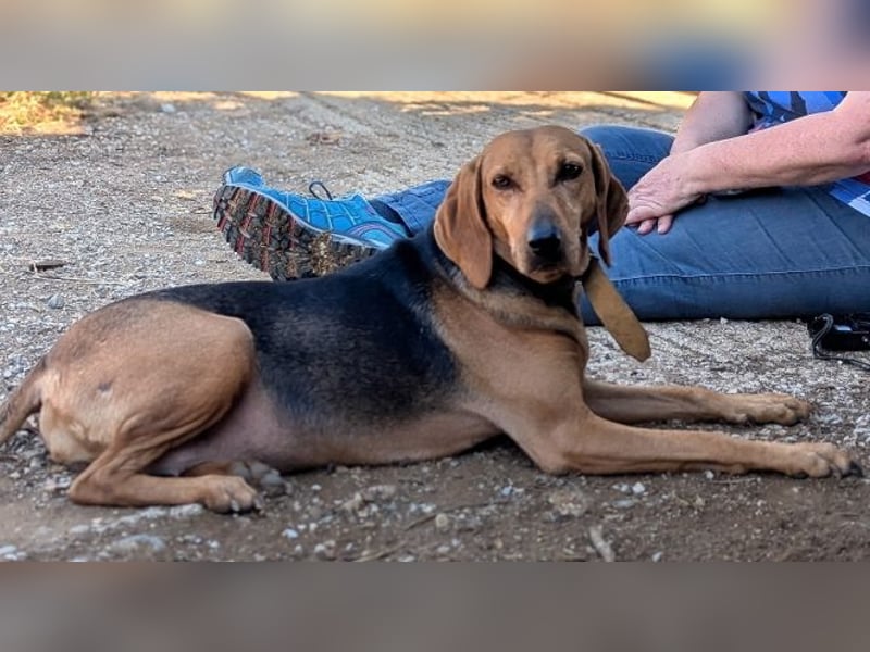 Sanfte Ada - sehr verträgliche Hündin