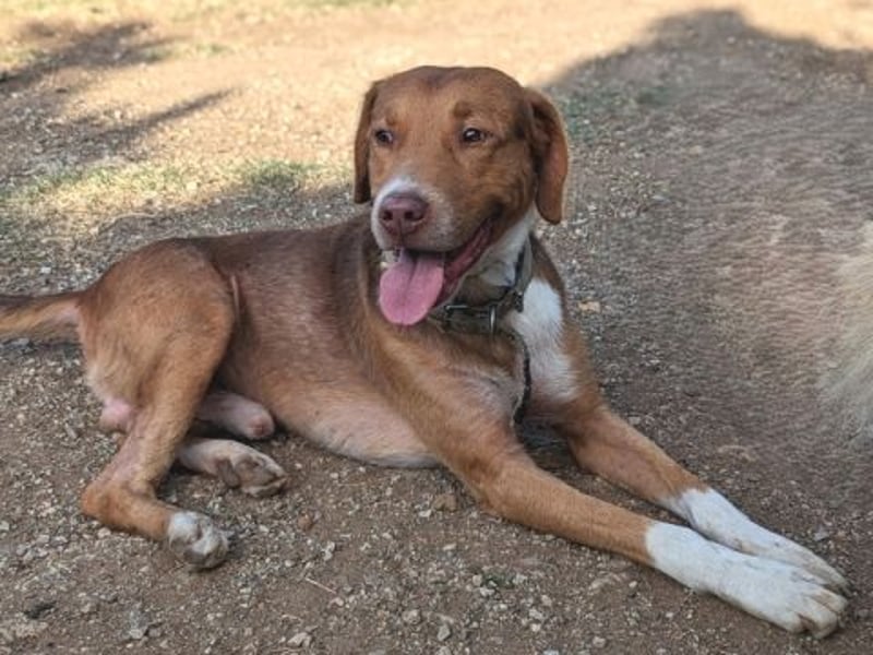 Nello - kleiner Kämpfer mit großem Herz sucht sein Glück