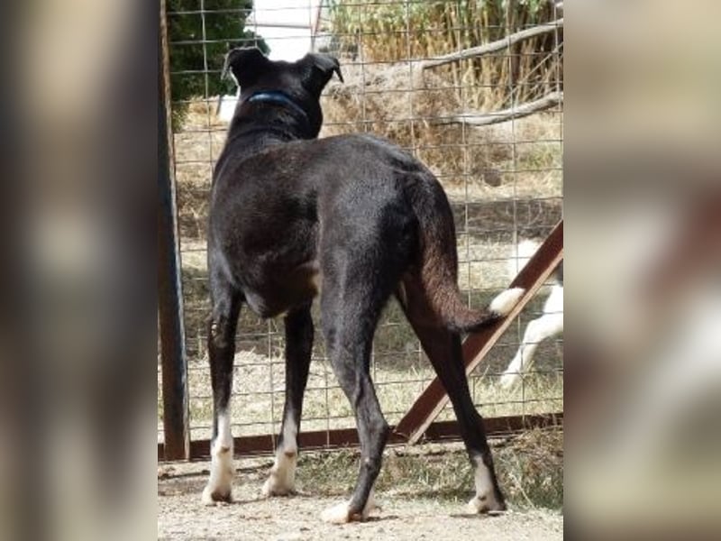Sanfte Remy - liebt die Menschen