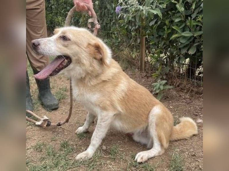 Sonnenschein Fabio - freundlicher Junghund