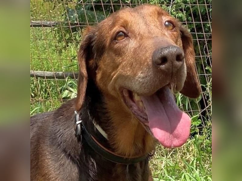 Sanfte Lizoula - Herzenshund mit trauriger Vergangenheit sucht warmes Plätzchen