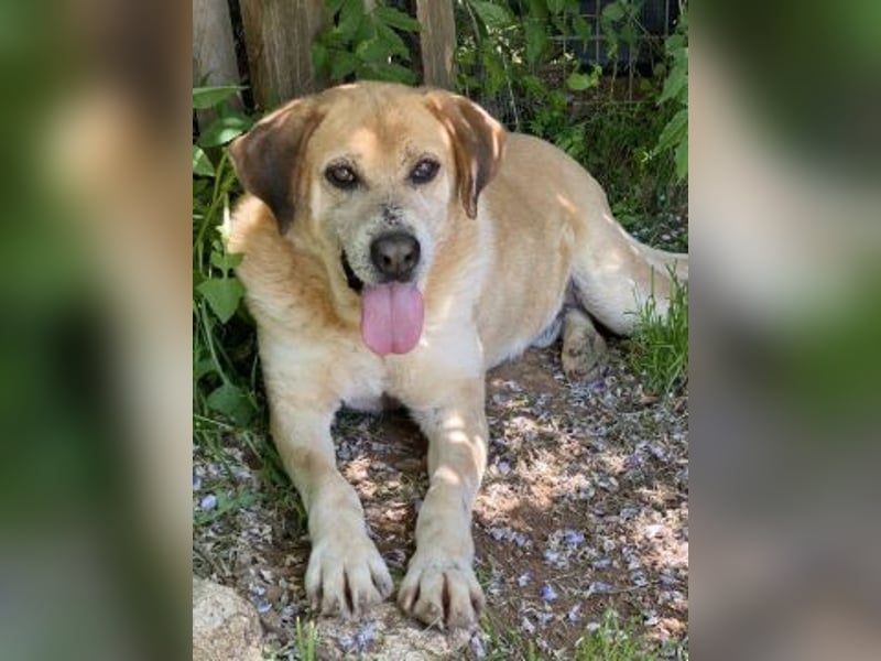 Kleon - verborgener Schatz-mittelgroß, sehr freundlich