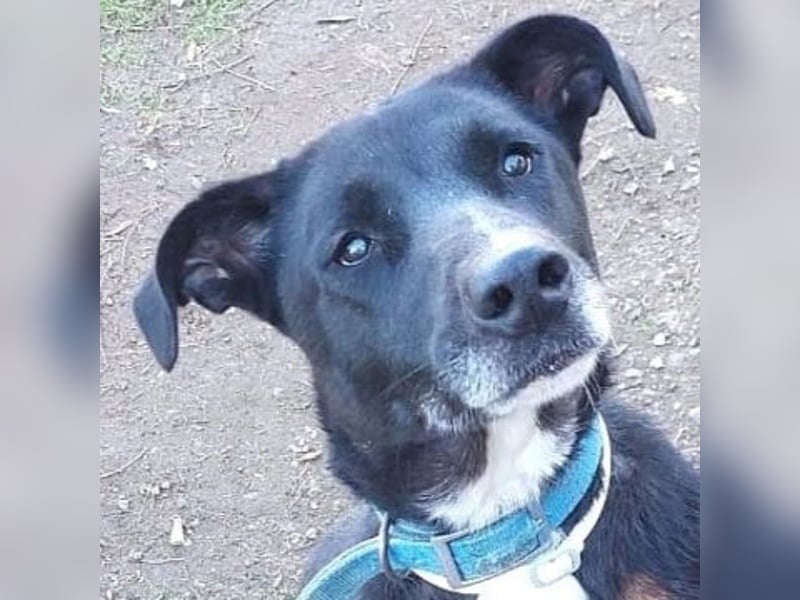 Sanfte Remy - liebt die Menschen