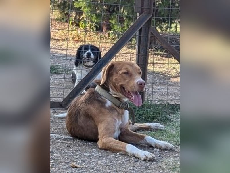 Nello - kleiner Kämpfer mit großem Herz sucht sein Glück