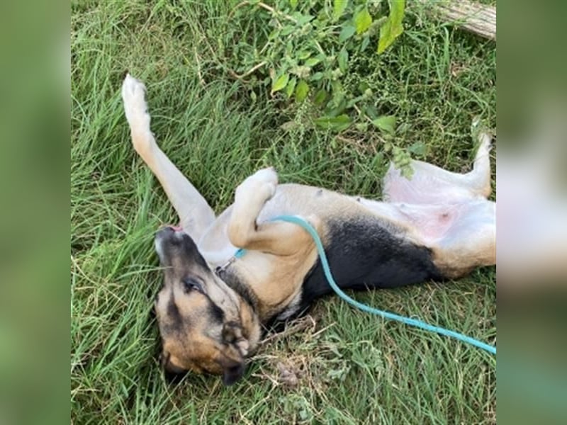 Malena - ein Herz auf vier Pfoten sucht ein Zuhause