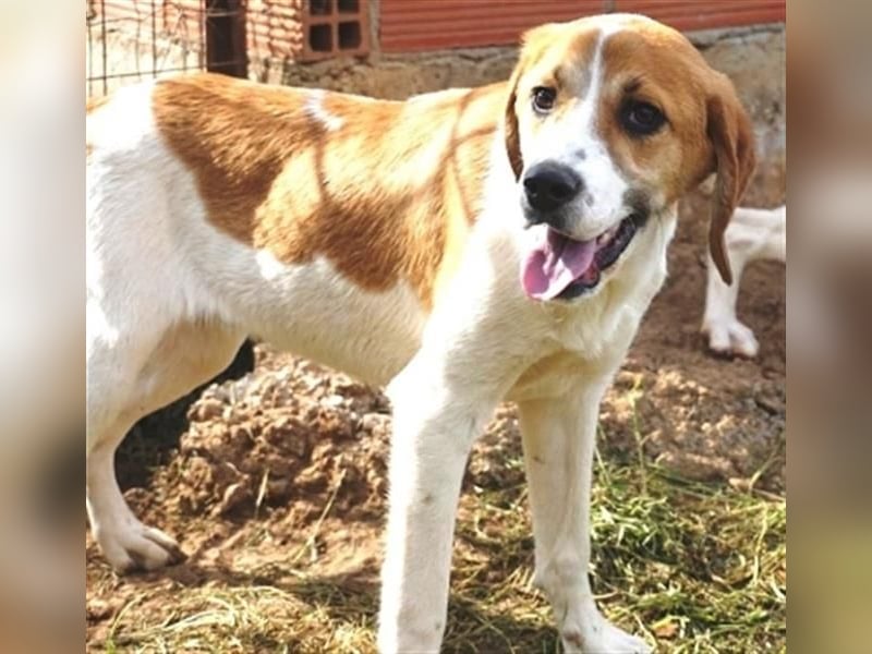 Freundlicher Lony - auf der Suche nach seinem Zuhause