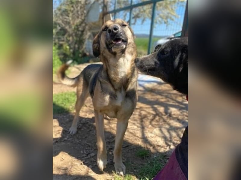 Malena - ein Herz auf vier Pfoten sucht ein Zuhause