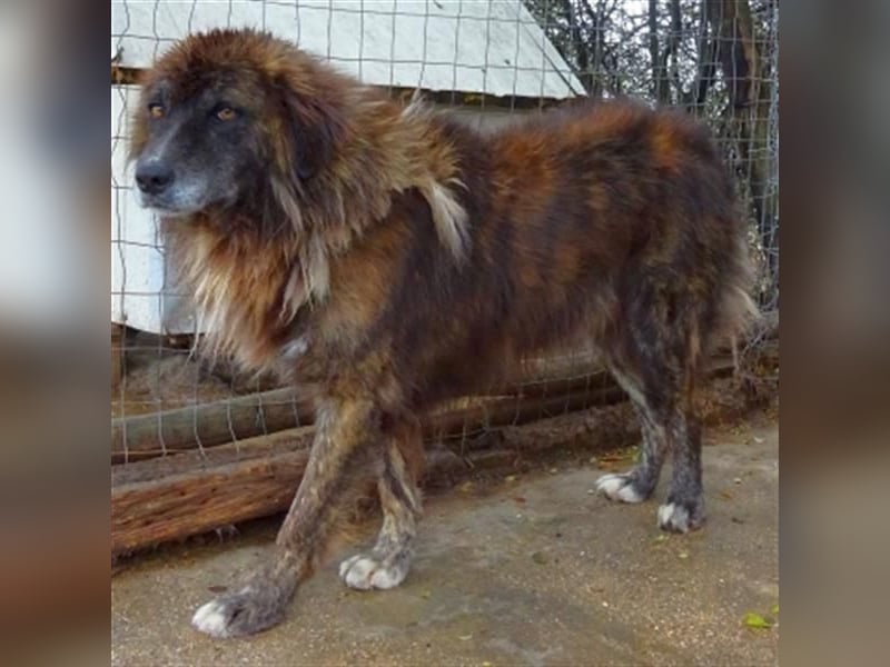 zurückhaltender Jovan mit bernsteinfarbenen Augen sucht ländliches Zuhause