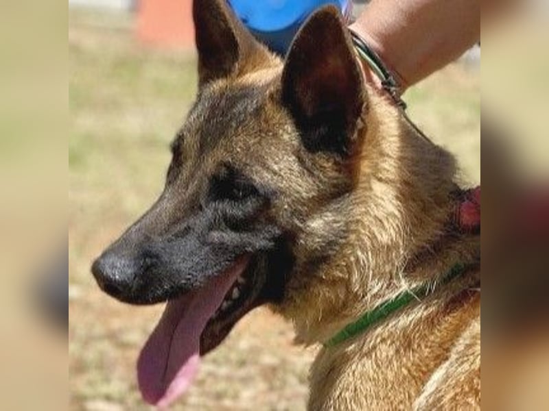 Zorro - menschenbezogener Mini-Schäferhund