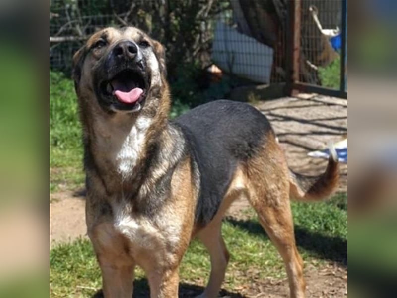 Malena - ein Herz auf vier Pfoten sucht ein Zuhause