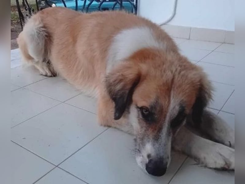 Manolo - ein Rohdiamant auf der Suche nach seinem Zuhause