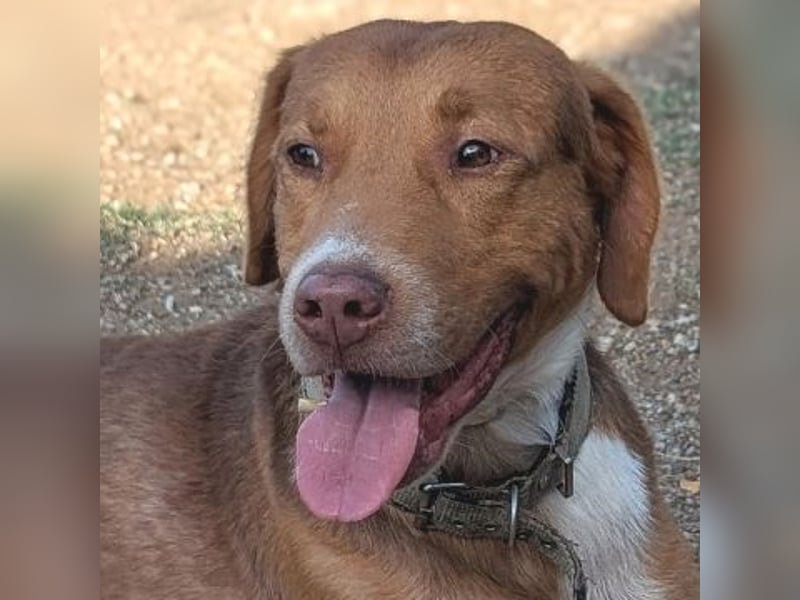 Nello - kleiner Kämpfer mit großem Herz sucht sein Glück