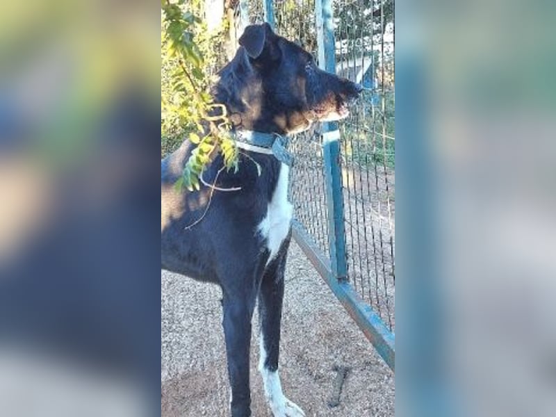 Sanfte Remy - liebt die Menschen