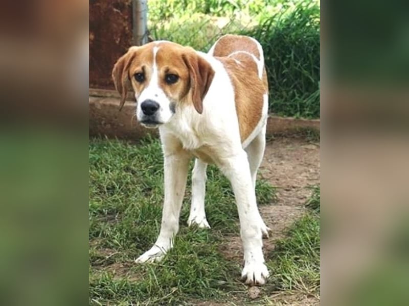 Freundlicher Lony - auf der Suche nach seinem Zuhause