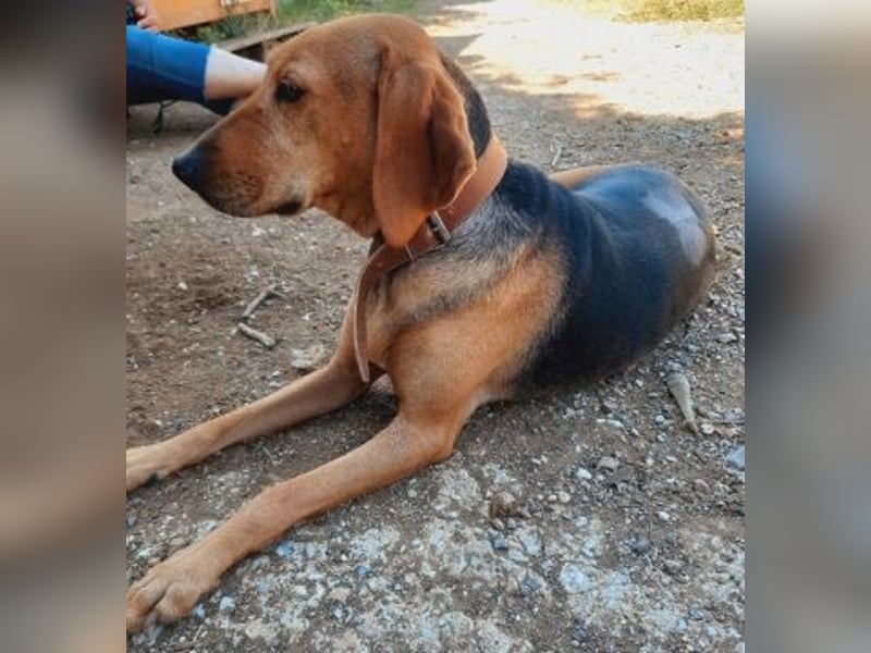 Sanfte Ada - sehr verträgliche Hündin